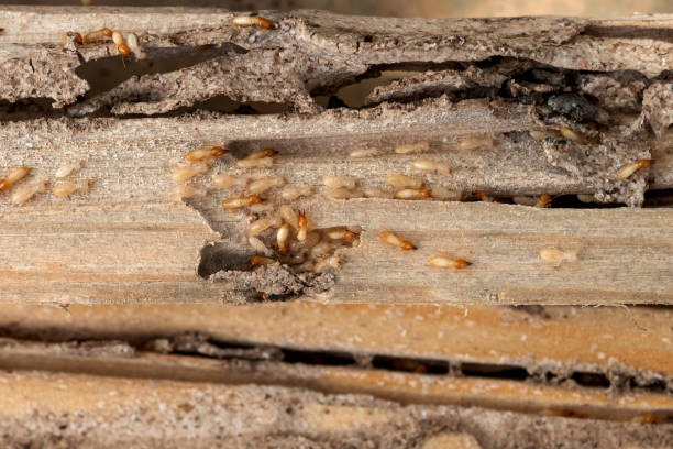 Best Pest Control for Homes  in Genoa, OH